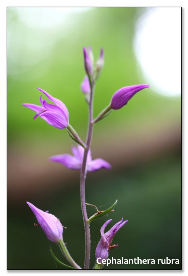 Orchidee di luglio al confine tra Toscana ed Emilia